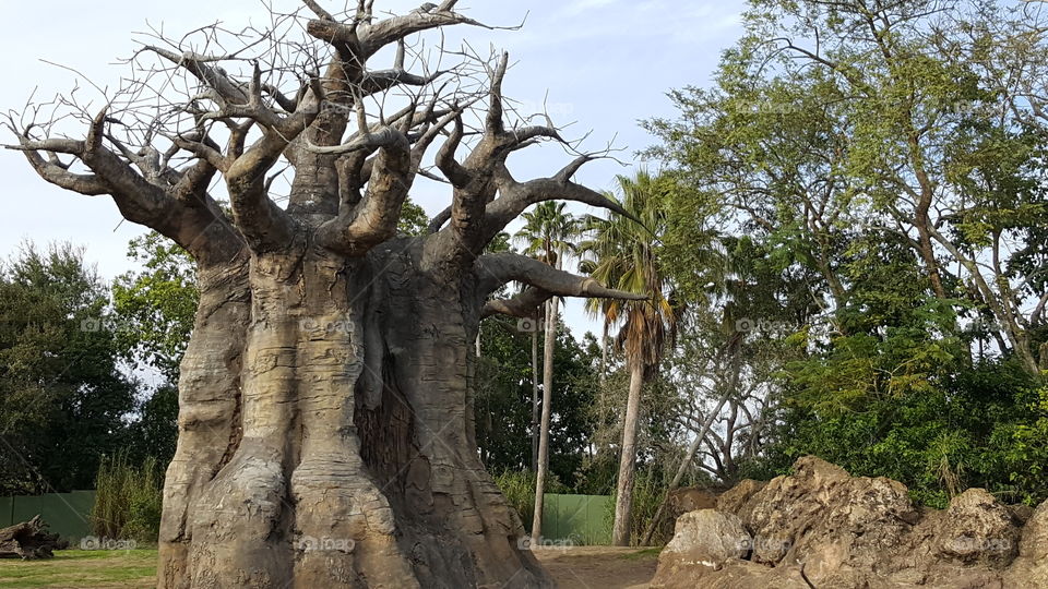 A Baobab Tree stands tall on the Savannah at Animal Kingdom at the Walt Disney World Resort in Orlando, Florida.