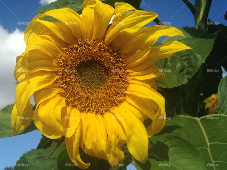 Beautiful sunflowers 