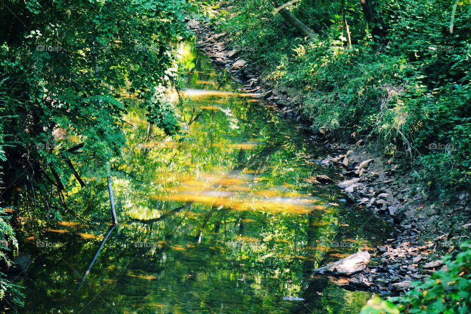 Wood, Nature, Water, Leaf, Tree