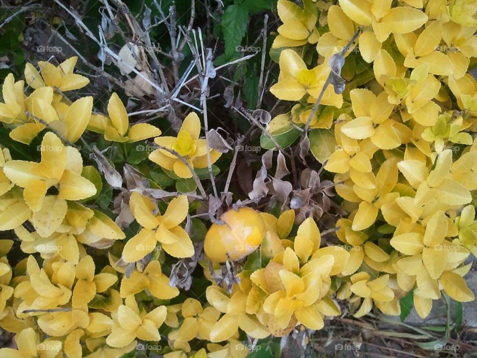 Yellow leaves hidingEaster egg. hidden easter egg