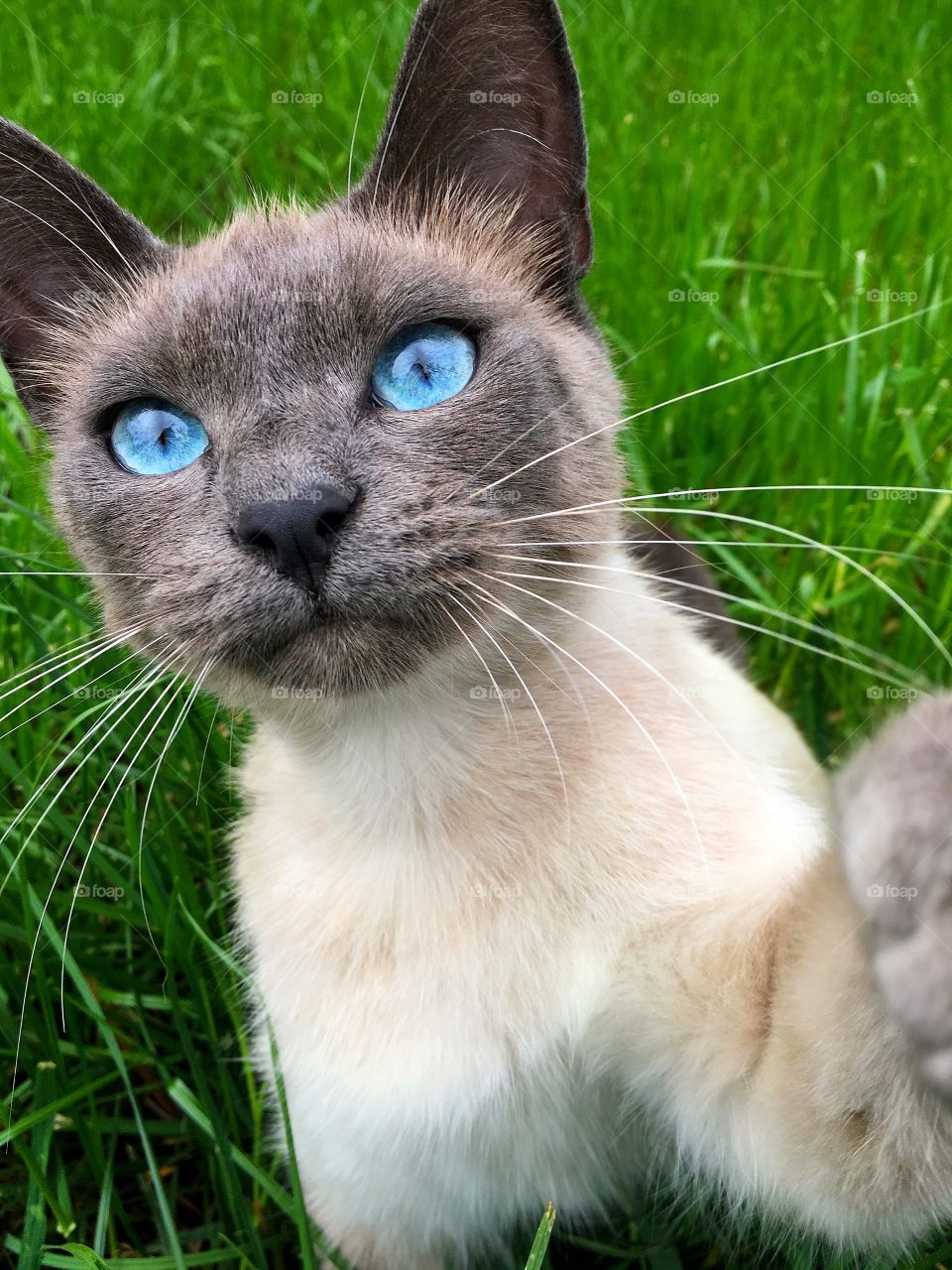 Blue eyes