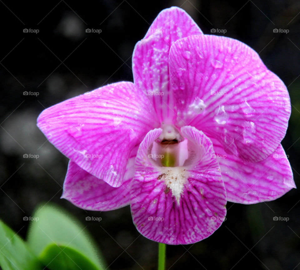 THE THAI ROYAL ORCHID BANGKOK, THAILAND