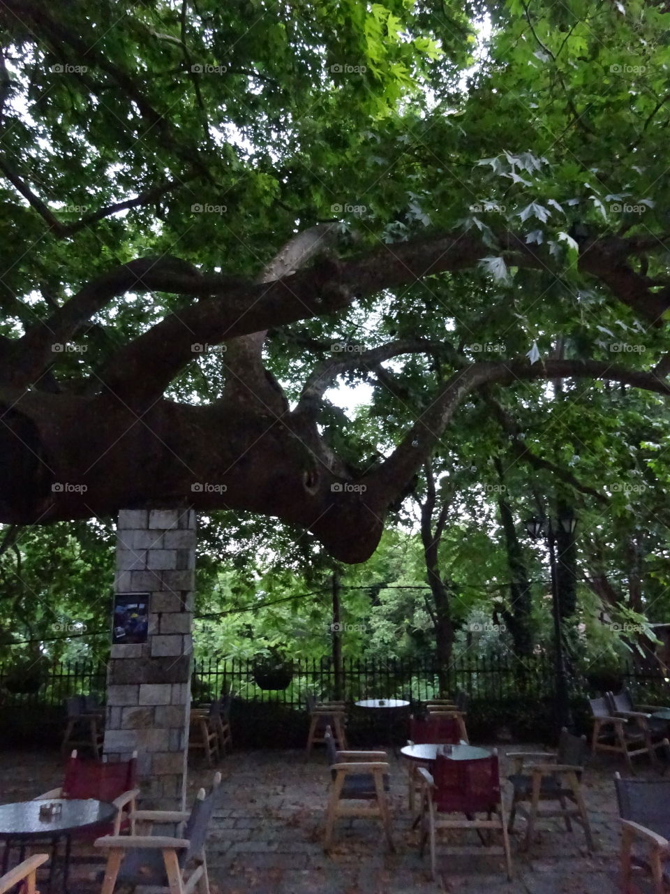 Old tree. Greece Pelion old tree