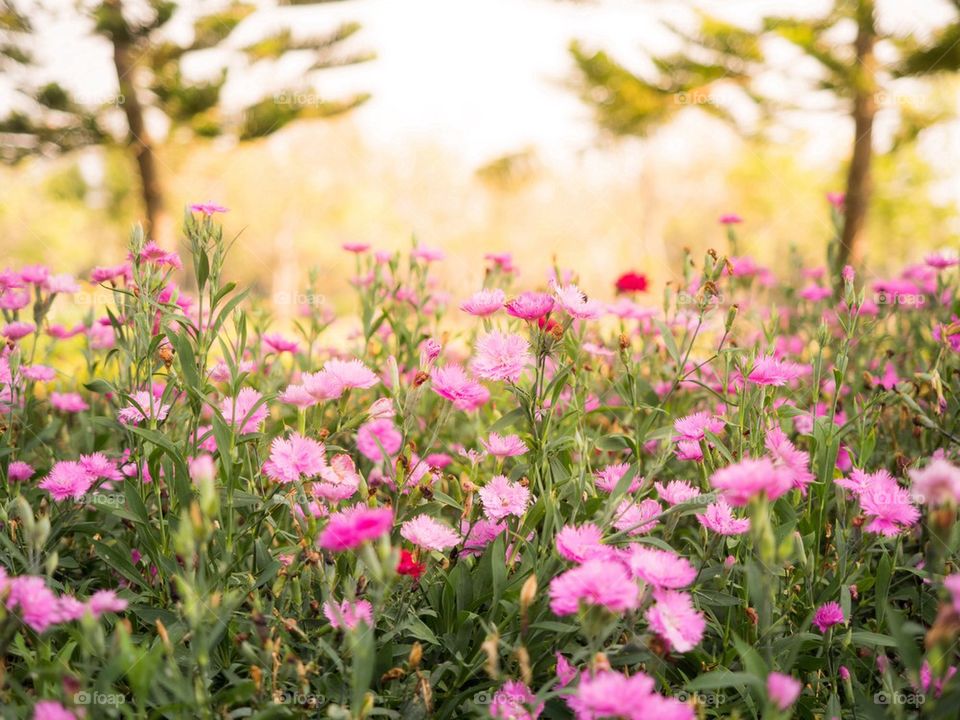 The Flowers in the Garden