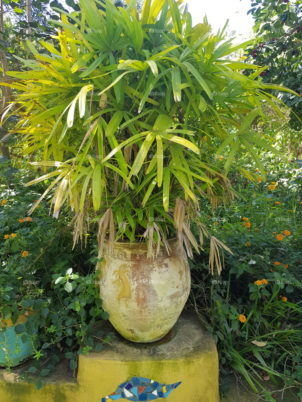 lush plant in vase