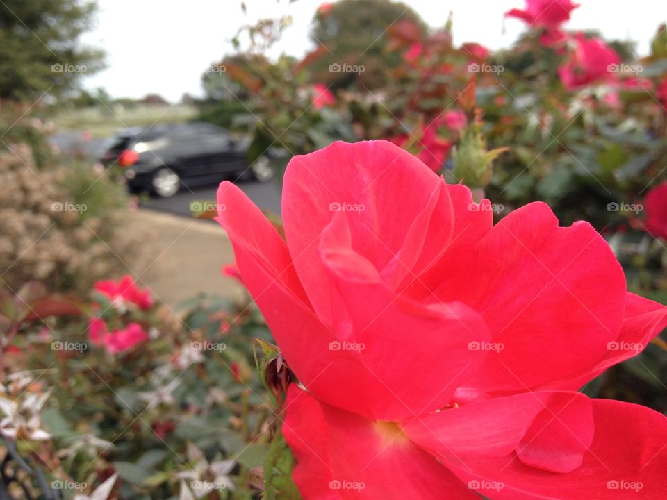 Pink roses at the park with our Subaru Outback wagon in the background.