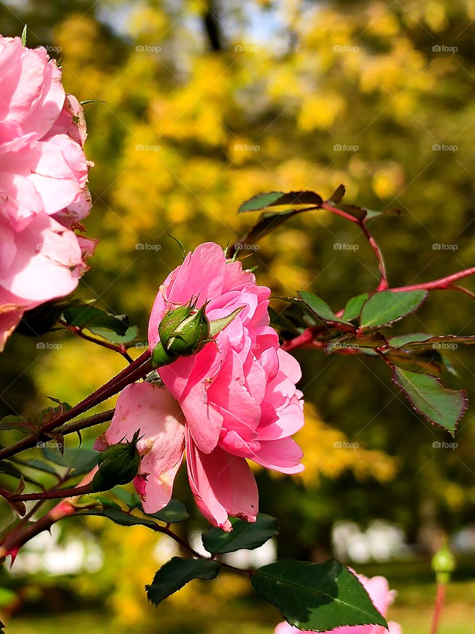 Autumn and summer.  Borders.  Blooming pink roses in the foreground.  In the background is a yellow autumn tree