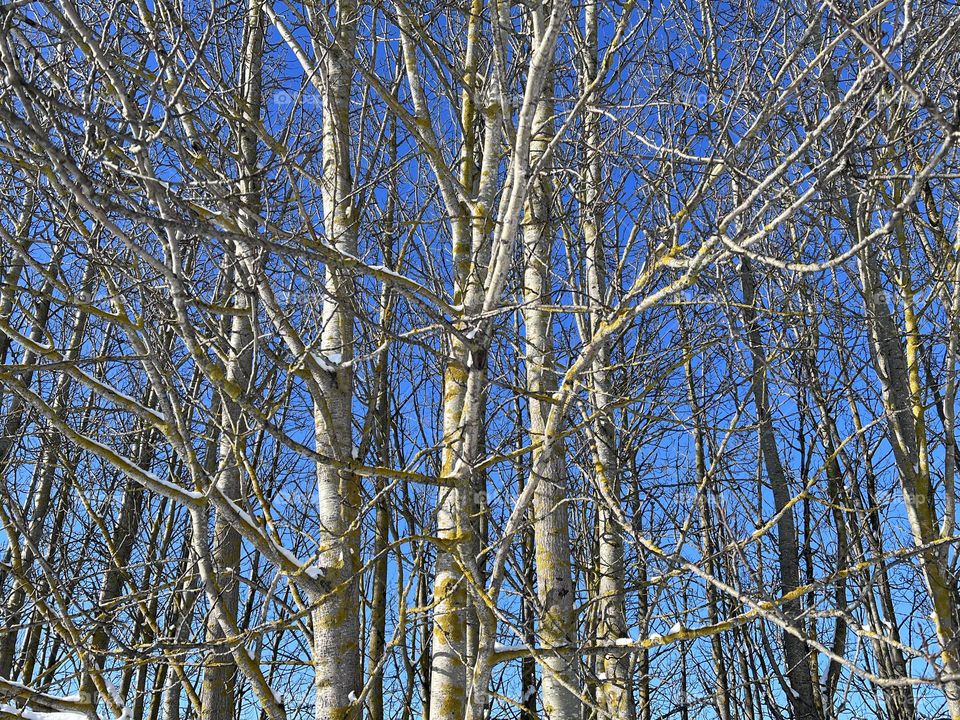 Dense thin light tree trunks branches against the bright blue sky 