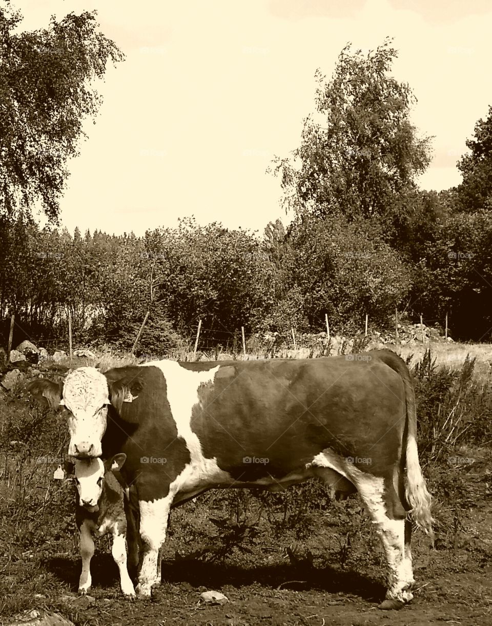 A cow with her calf in swedish nature