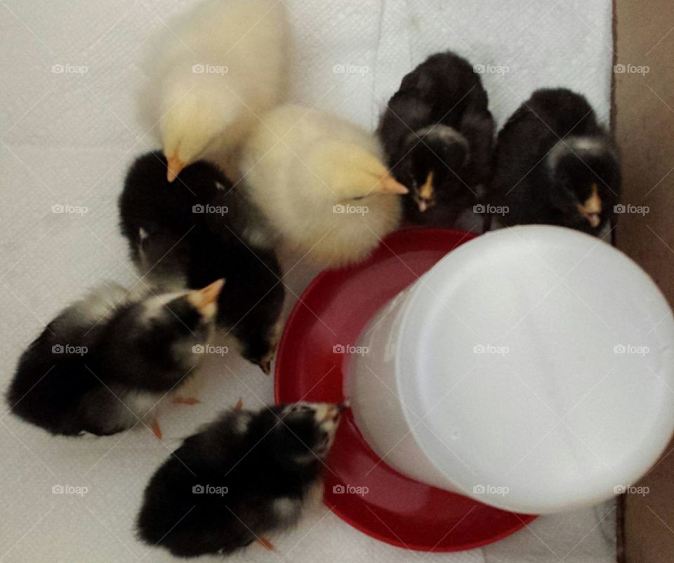 baby chicks drinking water
