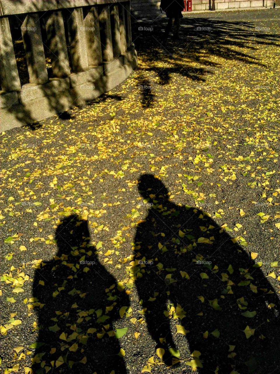 Silhouettes and shadows: tourists were walking under the big ginkgo tree.