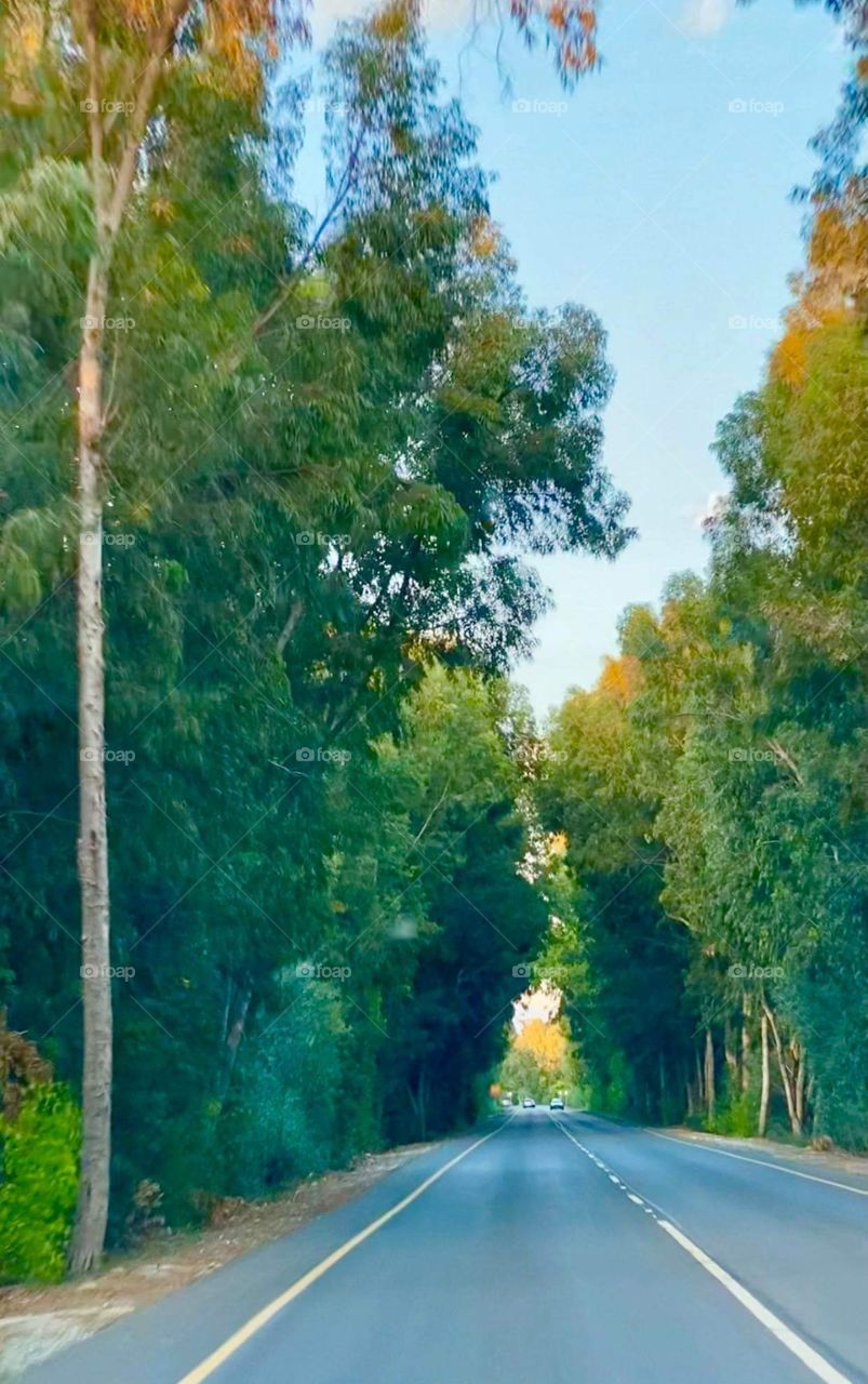 Trees around us 2020