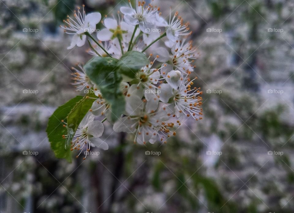 Springtime blooming flowers
