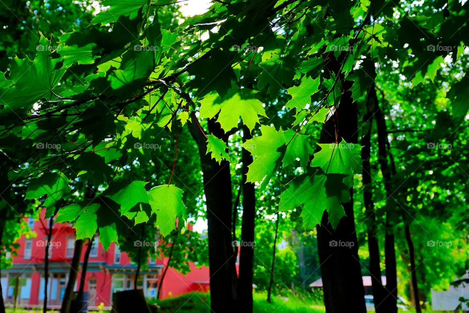 leaf