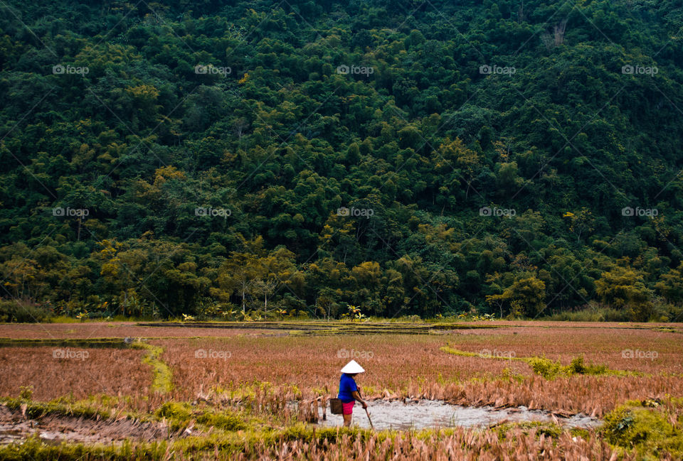 Vietnamese woman is working on rice field