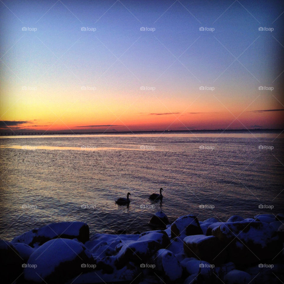 ocean sunset swan sea by rui.dellavanzi
