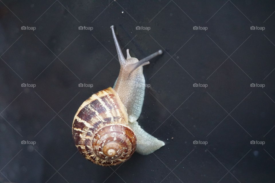 Snail