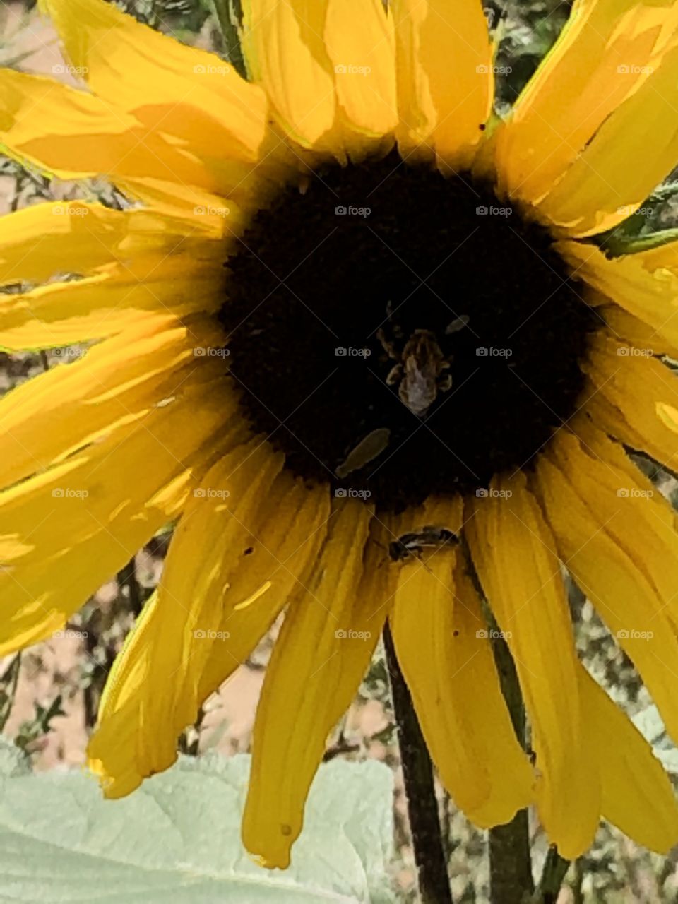 Wild sun flower being pollinated by a bee and other bugs
