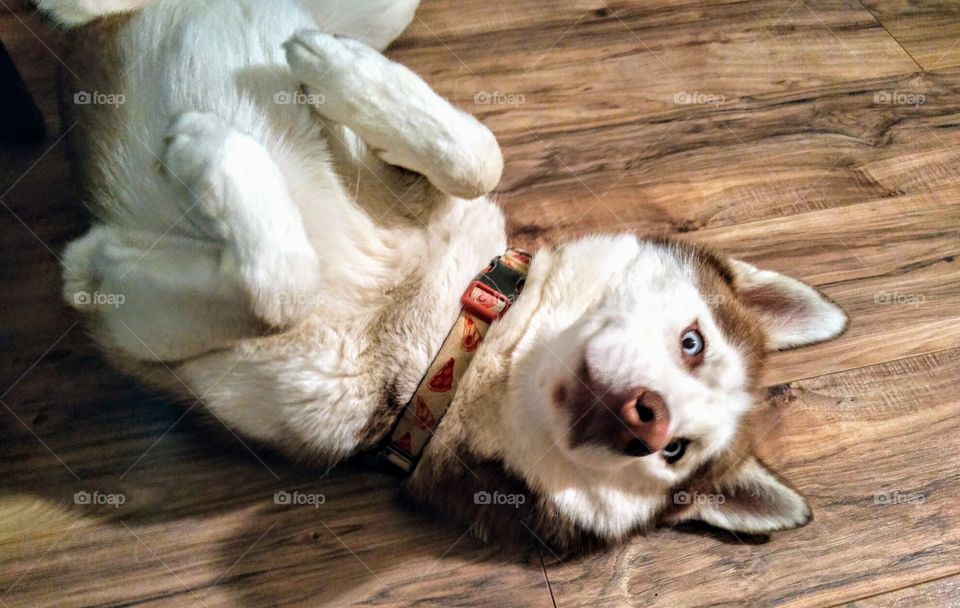 make husky lying on the floor with paws up