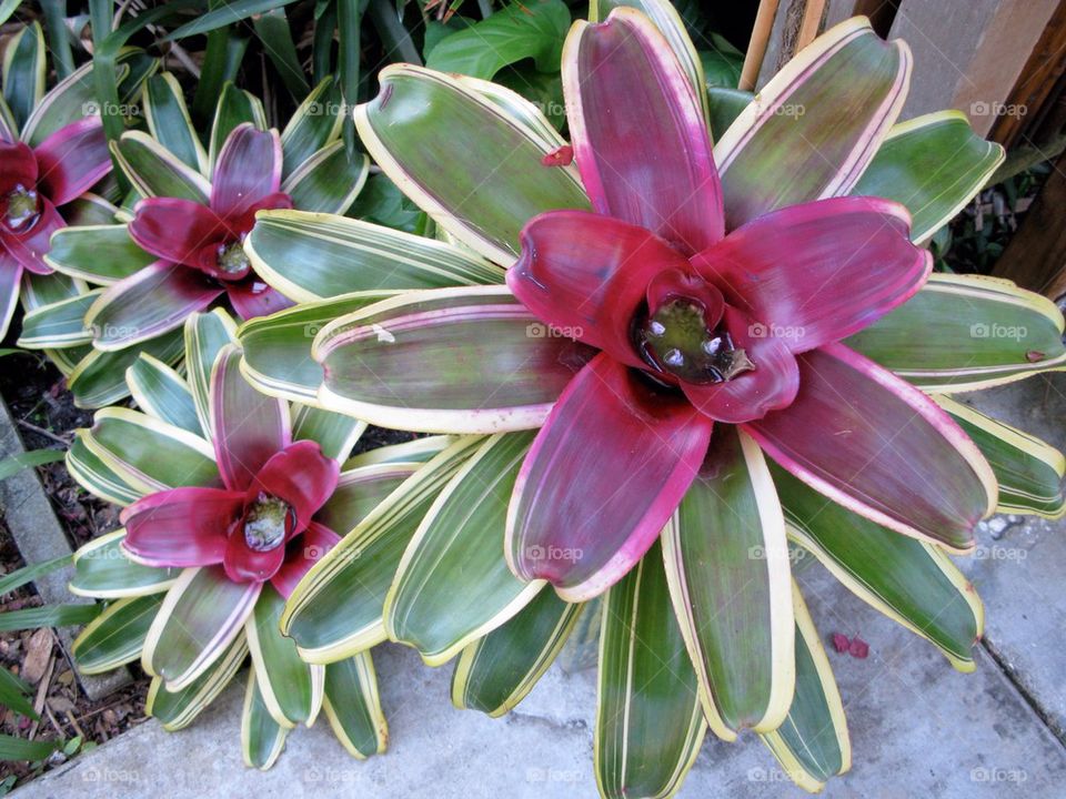 Bromeliads