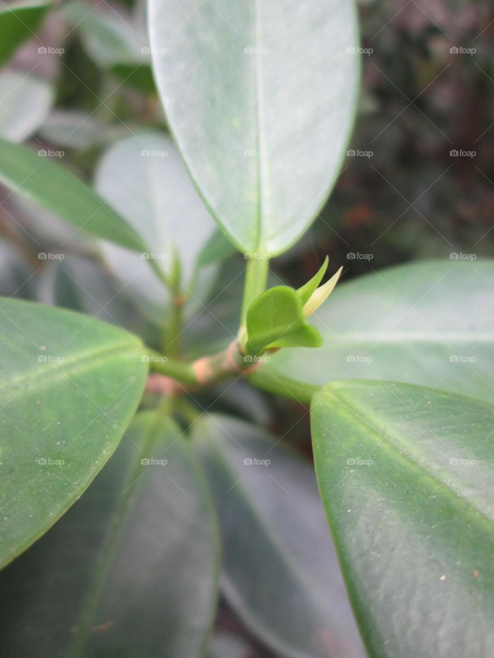 leaves