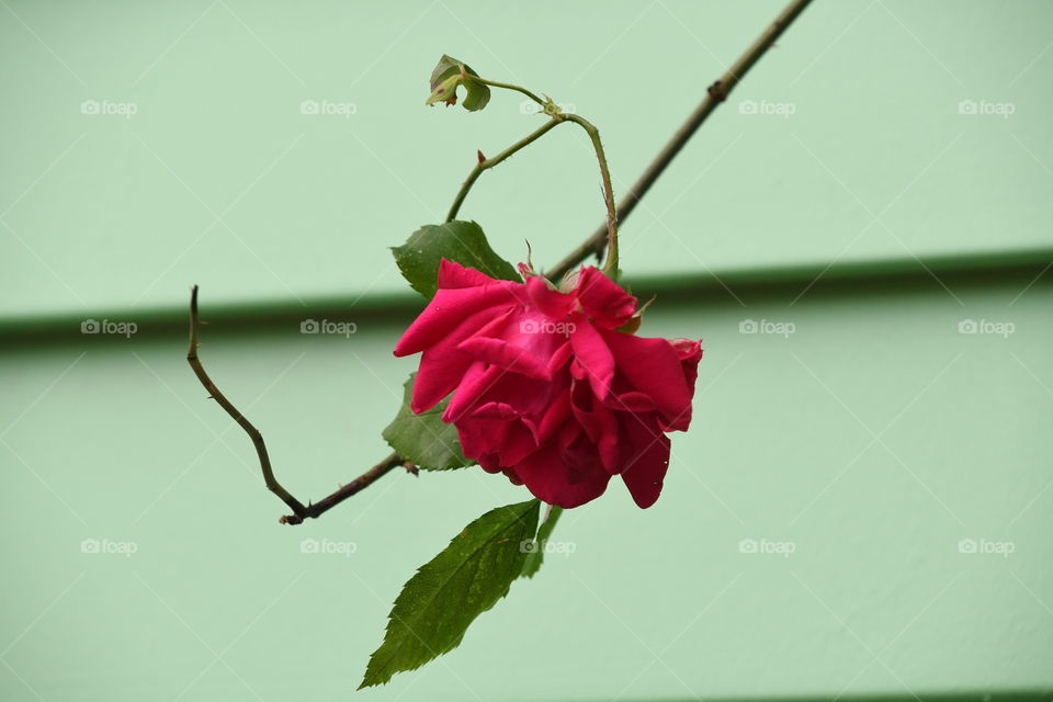red rose green background