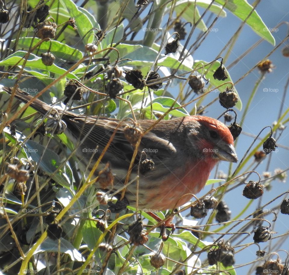House Finch