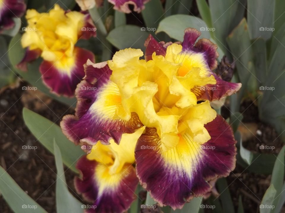 Iris