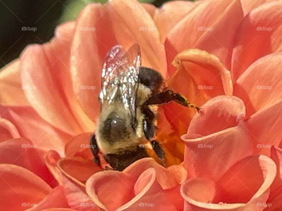 Bee 🐝