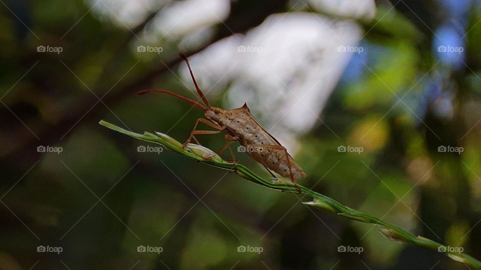 strange insects