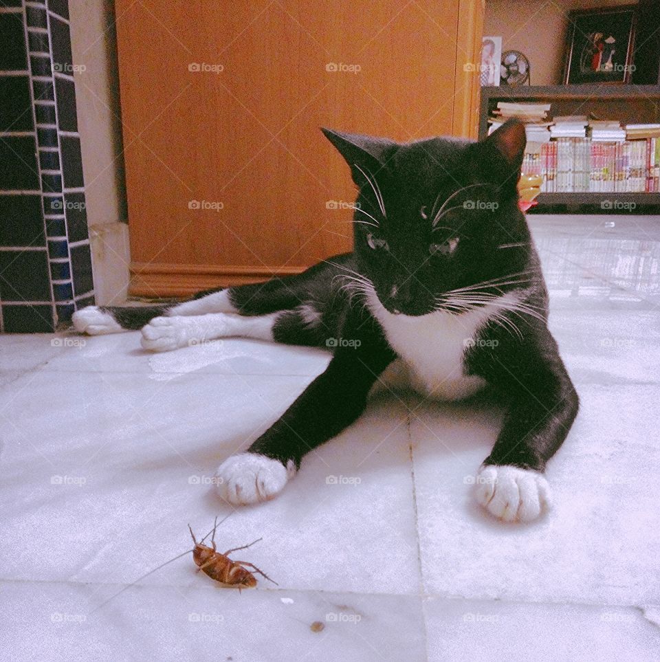 Cat fighting with cockroach