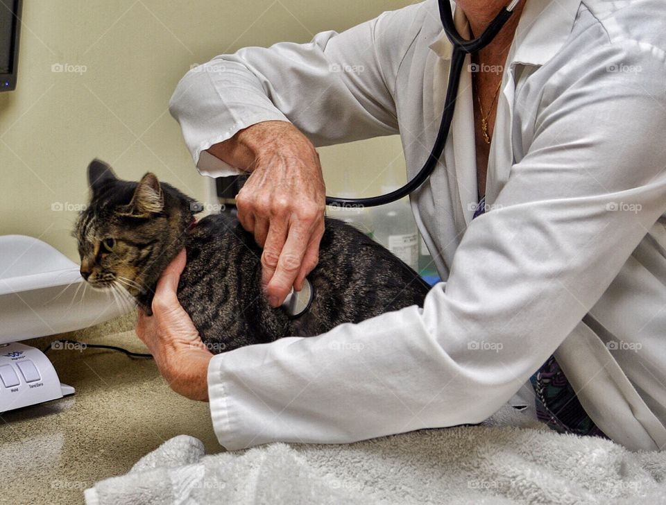A veterinarian examining a cat
