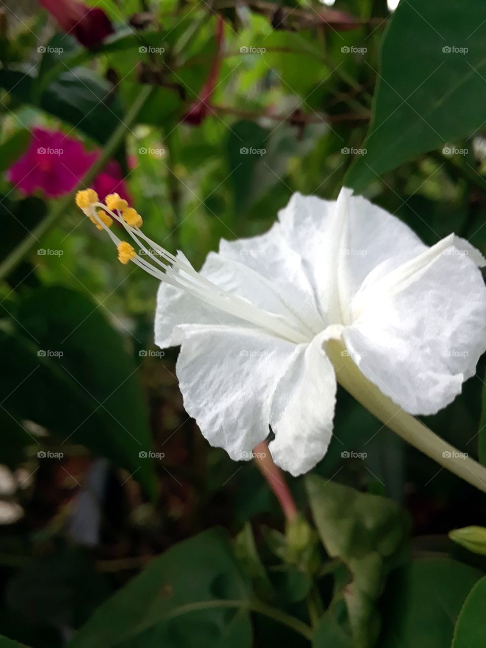 pure white flower