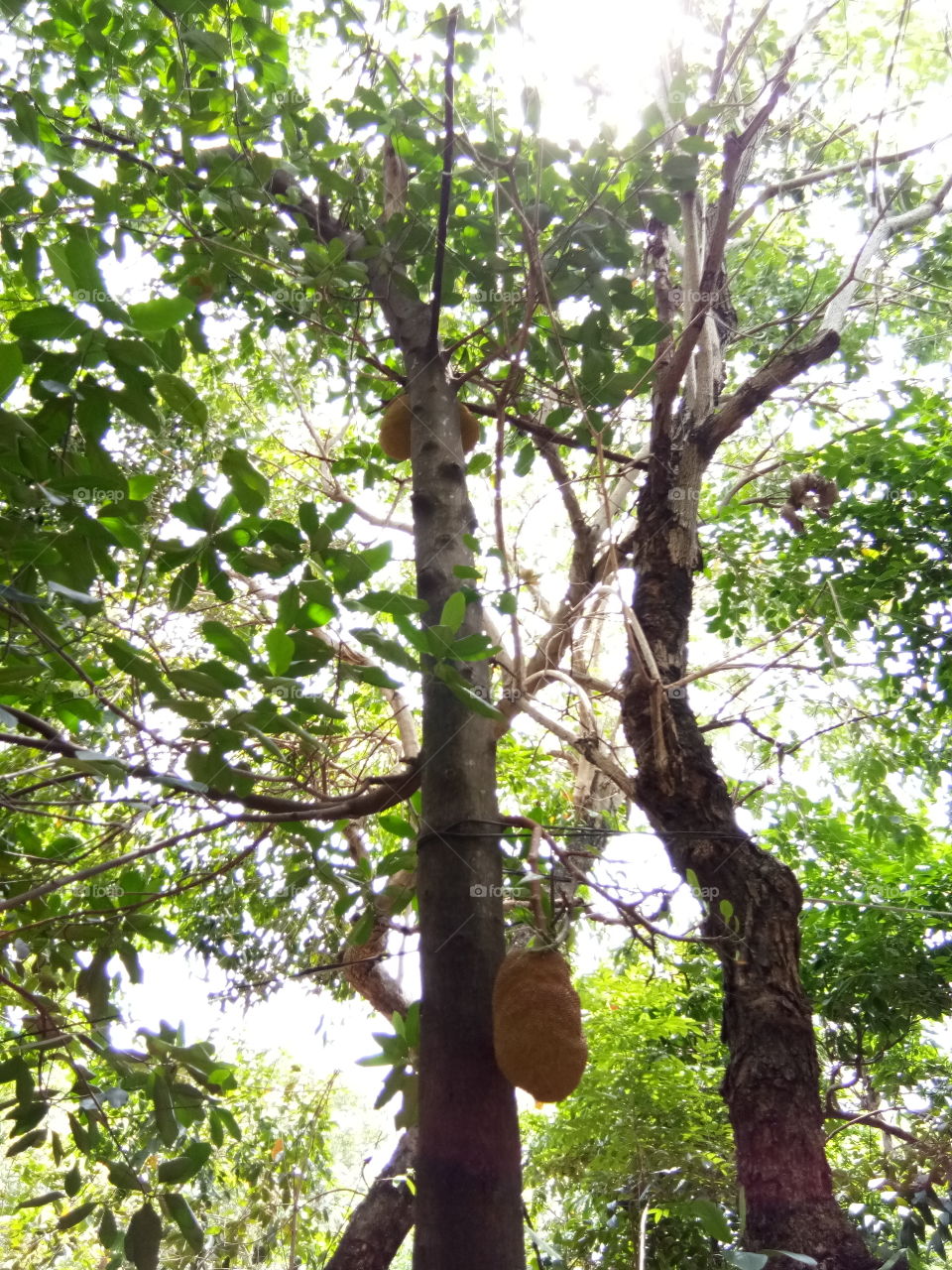 Jack fruit
fruit
tall
tree