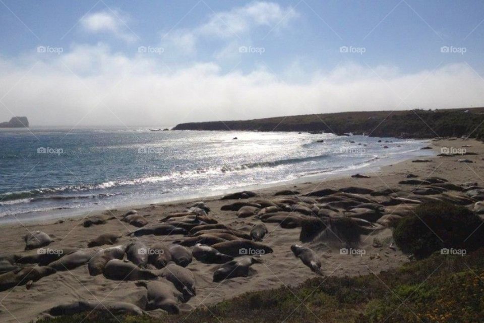 Elephant seals