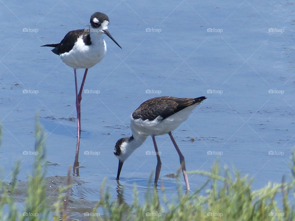 Mom and chick black-necked stilt birds 