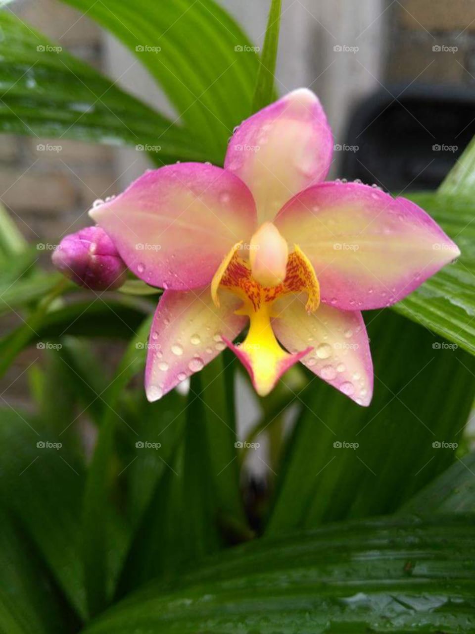 orkid asia