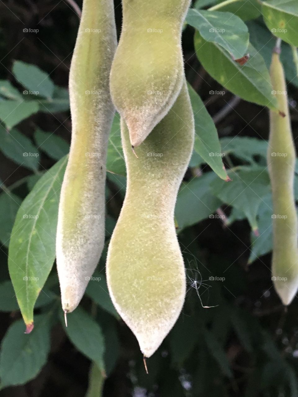 Wisteria pod like velvet