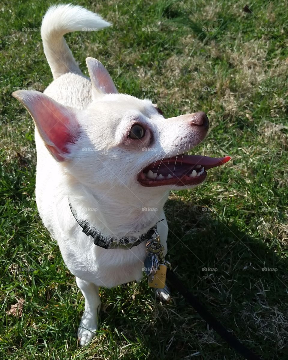 Happy Chihuahua