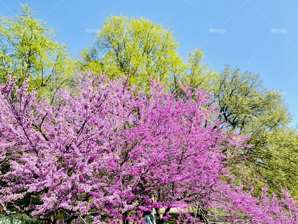 Chinese Redbud trees in Central Park 