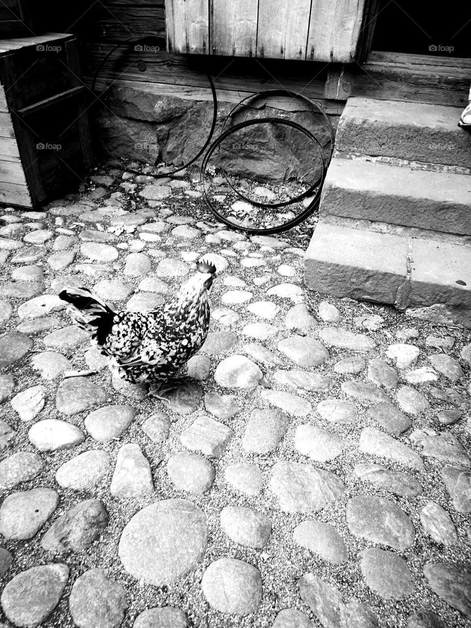 rooster