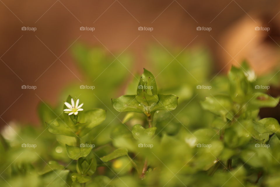 flower, small flower, white flower, greenery, grass, grass, spring, beautiful wild flower