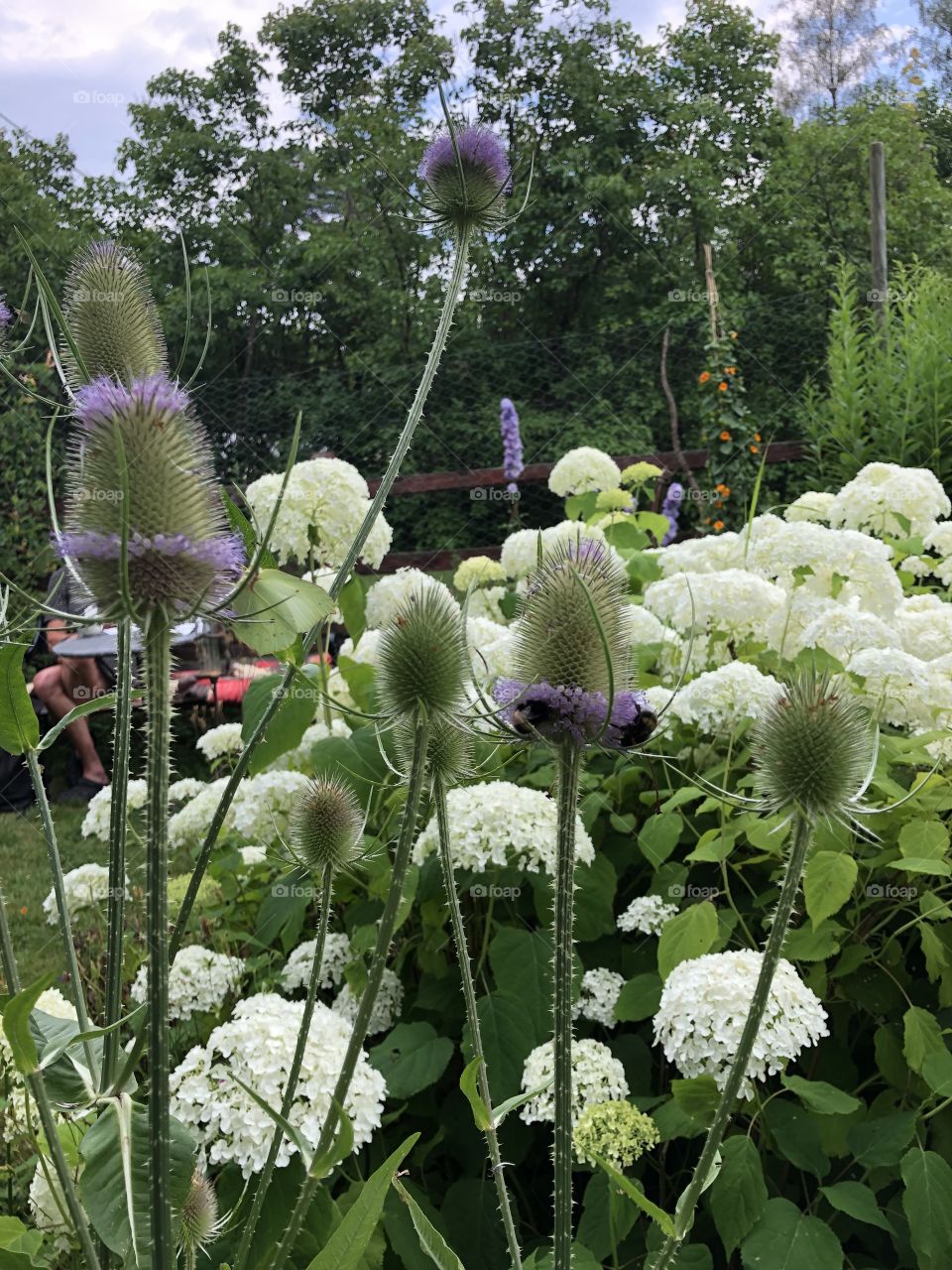 Bumblebee on a purple flower