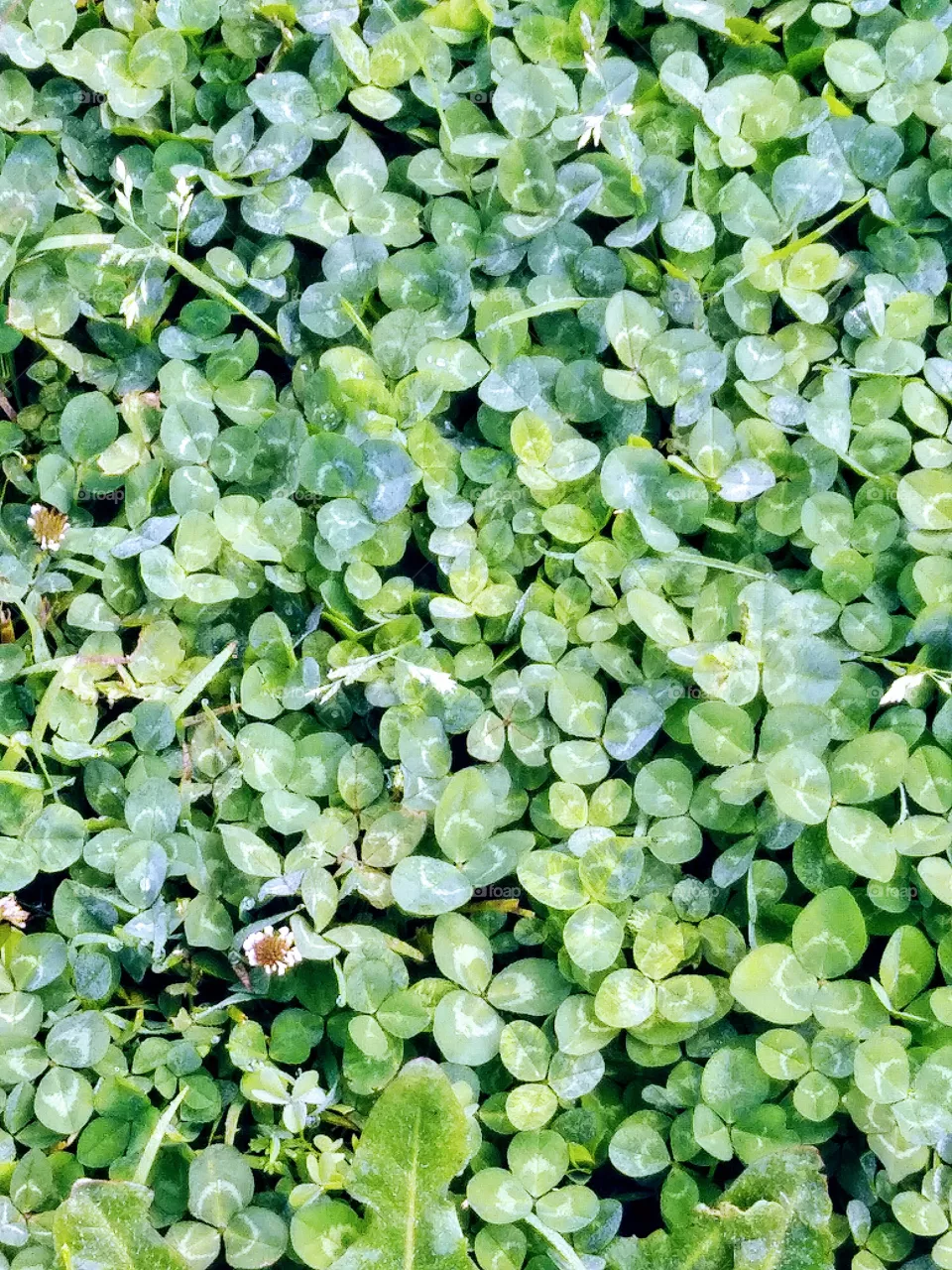 clovers