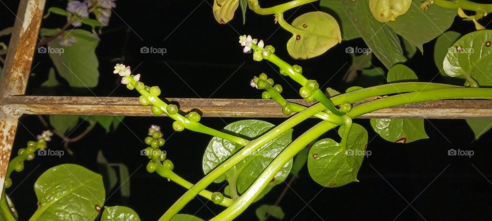 Malabar spinach Vegetable Seeds