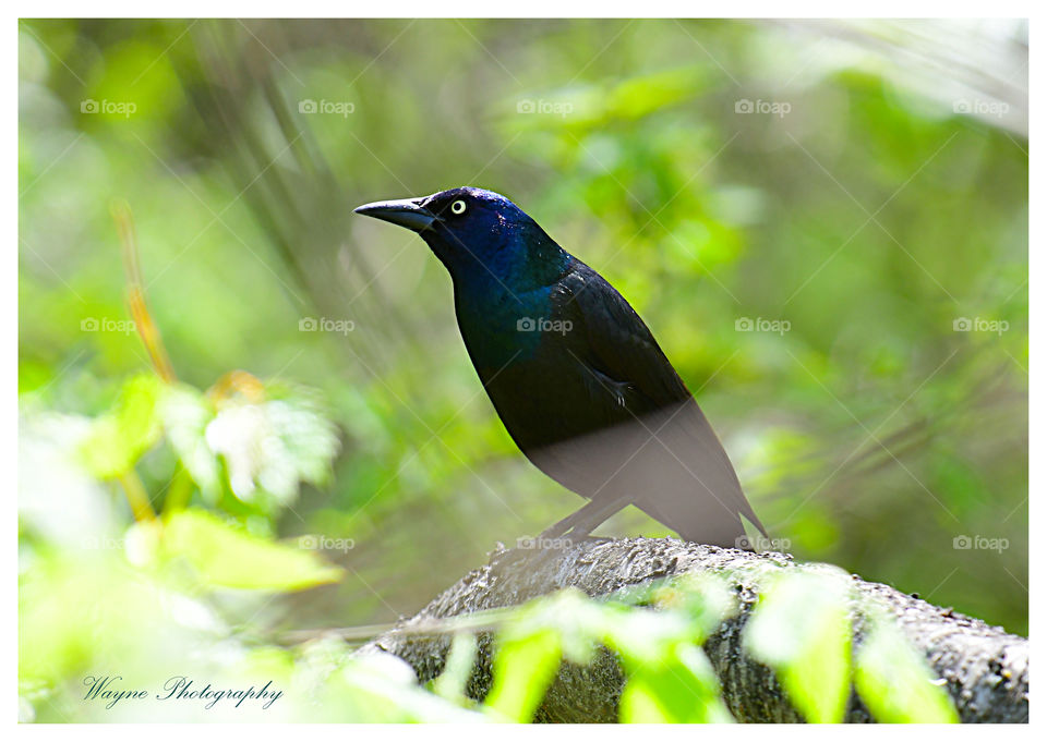 great tailed grackle