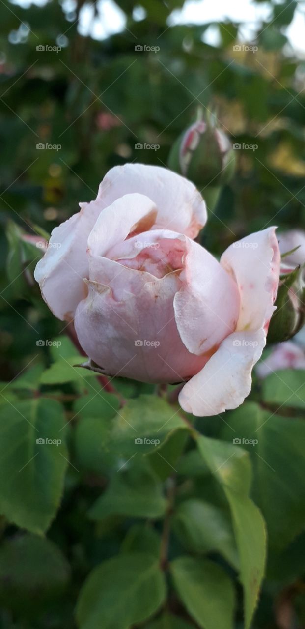 pink rose bud at sunrise