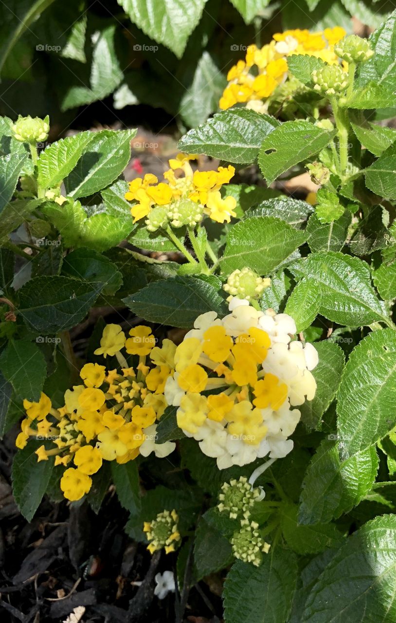 Flower garden yellow and white butterfly attracting flowers blooming close up 