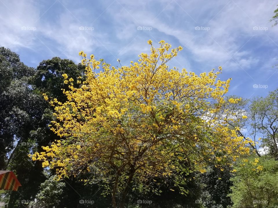 Spring is the best season ever#flowers