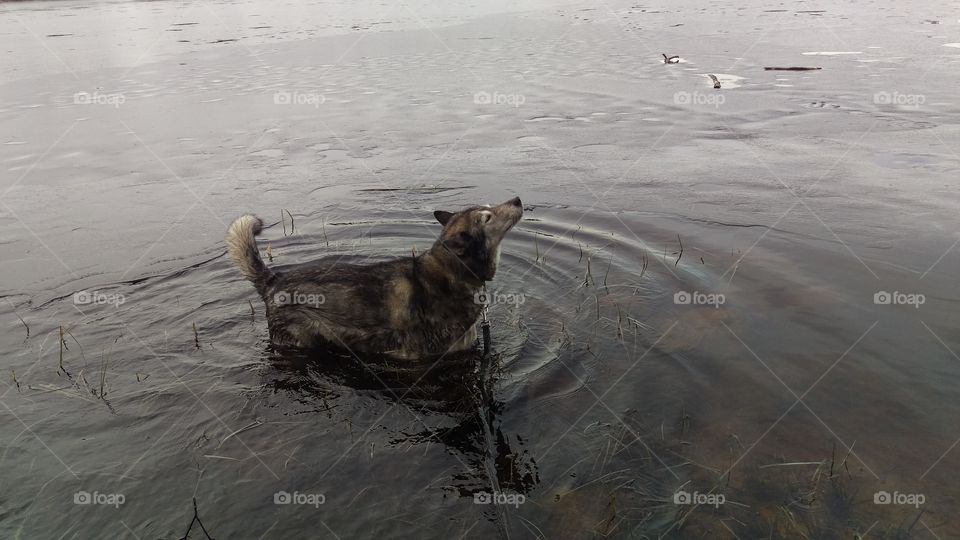 Husky dog in the Lövsjön lake, Sweden